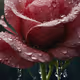 morning dew