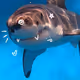 Shark★