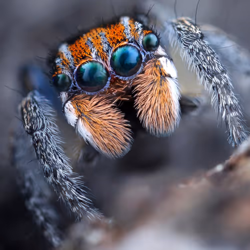spider