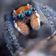spider