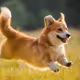 Corgi