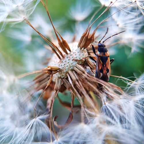 Nature - Micro Wonders