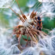 Nature - Micro Wonders