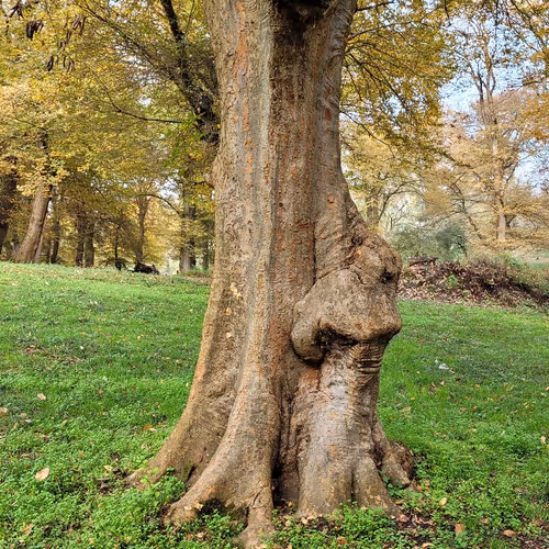 Hyrcani Nature