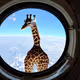 funny giraffe