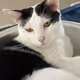 Baiboon Cat