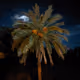 Date Palm