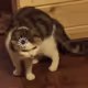 Loading cats