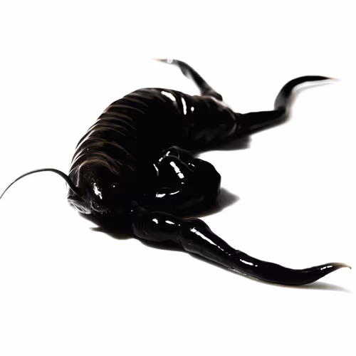 Lifeforms of Plastic