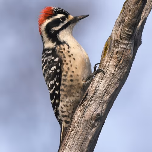 Woodpecker