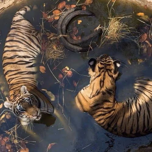 tigers