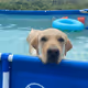 My Dog