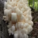 Lion's mane mushroom