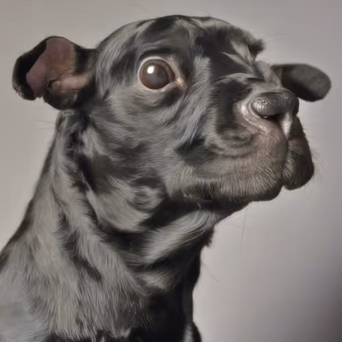 Doggos