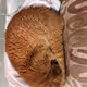 Sleepy Orange Cats