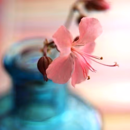 Simply beautiful flowers
