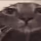 Cat literally staring at you