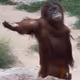 GIVE APE SOME MONEY