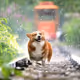 dogs4