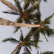 Palms