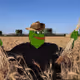 Pepo