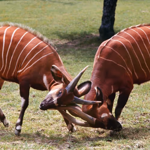 WIldest Animal Ever