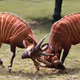 WIldest Animal Ever