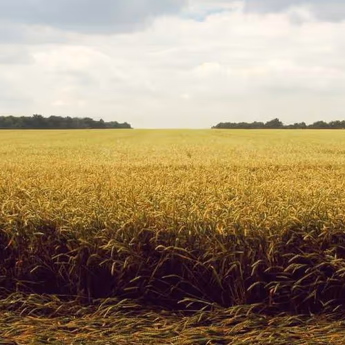 Specific Construct Poison