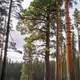long tree