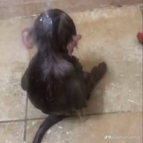 Sad Monkey