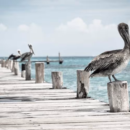 Control Transmission