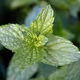 Mint for a Mint