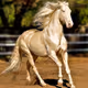 ZoraHorse