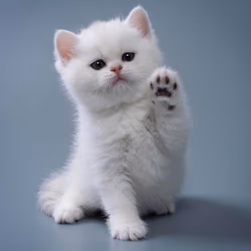 Catty