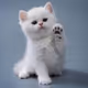 Catty
