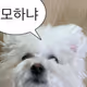 모해dog