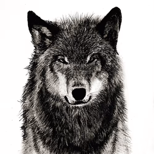 Handarts on zora (Wolfa)