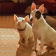 DOG PIG
