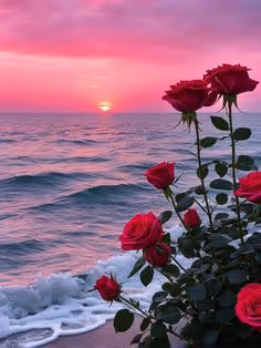Sea & Red Roses