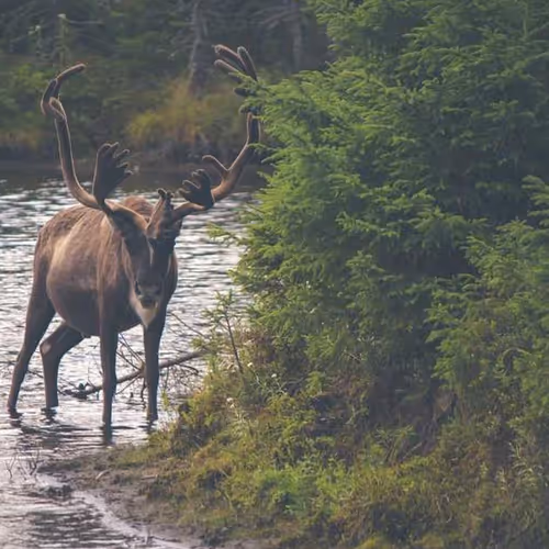 Incentives Premier Daughters