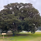 Big Tree