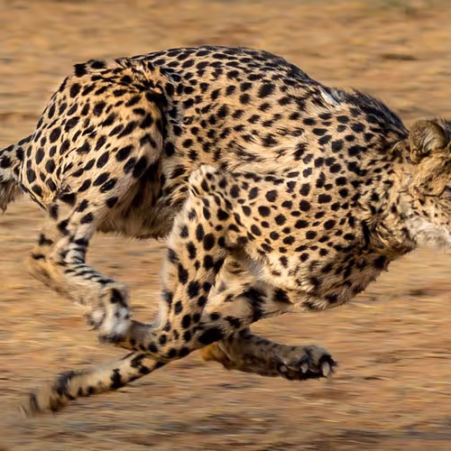 fast