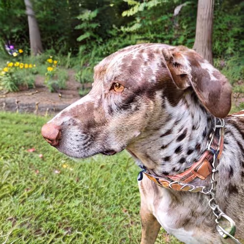 Catahoula Cool-021