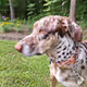 Catahoula Cool-021