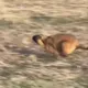 Running Marmota Bobak