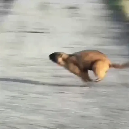 Running Marmota Bobak