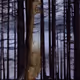 Portrait XO: the 1st AI singing voice by Dadabots (custom SampleRNN)