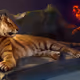 Tiger_Petuhan
