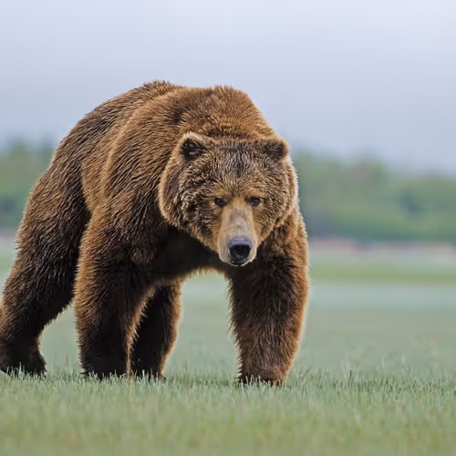 Bear