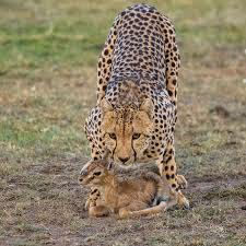 animals world